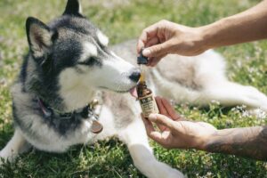 The Truth Behind CBD For Dogs